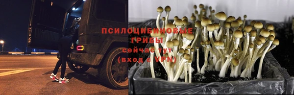 шишки Медногорск